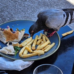 Columba livia at Bondi Beach, NSW - 10 Oct 2024