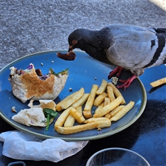 Columba livia at Bondi Beach, NSW - 10 Oct 2024