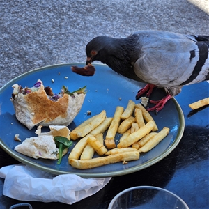 Columba livia at Bondi Beach, NSW - 10 Oct 2024 01:20 PM