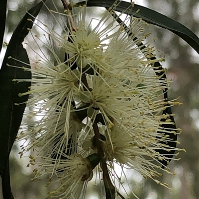 Melaleuca sp. at Kungala, NSW - 10 Oct 2024 by donnanchris