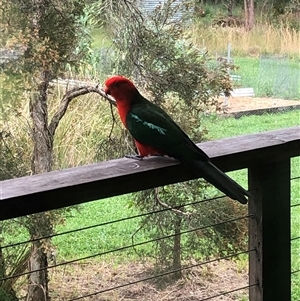 Alisterus scapularis (Australian King-Parrot) at Kungala, NSW by donnanchris