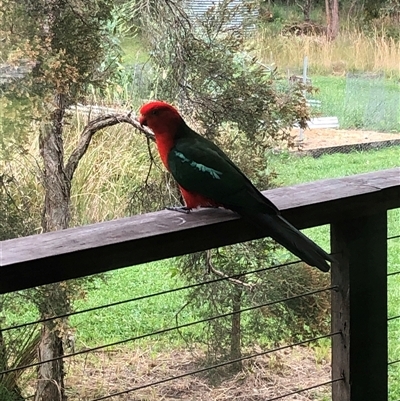 Alisterus scapularis (Australian King-Parrot) at Kungala, NSW - 10 Oct 2024 by donnanchris