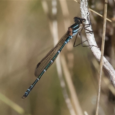 Austrolestes psyche (Cup Ringtail) at Tantawangalo, NSW - 9 Oct 2024 by Pirom