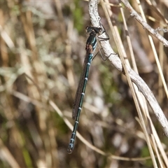 Austrolestes psyche at Tantawangalo, NSW - 9 Oct 2024 02:50 PM