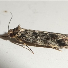 Barea codrella at Kambah, ACT - 10 Oct 2024 07:33 AM