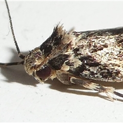 Barea codrella at Kambah, ACT - 10 Oct 2024 07:33 AM