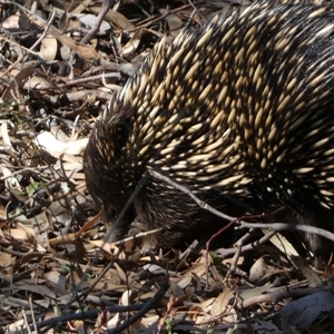 Tachyglossus aculeatus at Jerrabomberra, NSW - 10 Oct 2024