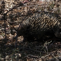 Tachyglossus aculeatus at Jerrabomberra, NSW - 10 Oct 2024 04:45 PM