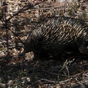 Tachyglossus aculeatus at Jerrabomberra, NSW - 10 Oct 2024