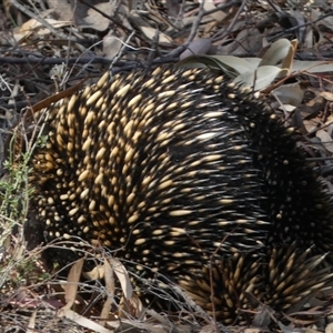 Tachyglossus aculeatus at Jerrabomberra, NSW - 10 Oct 2024