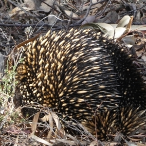 Tachyglossus aculeatus at Jerrabomberra, NSW - 10 Oct 2024 04:45 PM