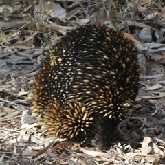 Tachyglossus aculeatus at Jerrabomberra, NSW - 10 Oct 2024 04:45 PM