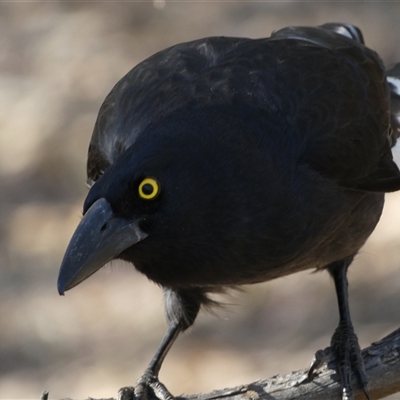 Strepera graculina (Pied Currawong) at Jerrabomberra, NSW - 10 Oct 2024 by SteveBorkowskis