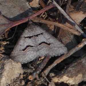 Dichromodes atrosignata at Jerrabomberra, NSW - 10 Oct 2024