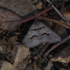 Dichromodes atrosignata at Jerrabomberra, NSW - 10 Oct 2024