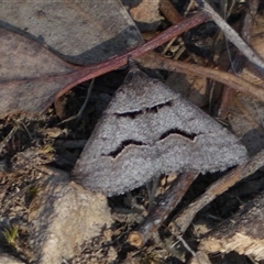 Dichromodes atrosignata at Jerrabomberra, NSW - 10 Oct 2024