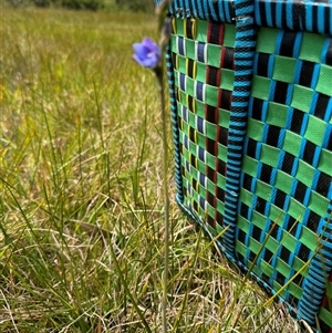 Thelymitra juncifolia at Yanakie, VIC - suppressed