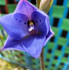 Thelymitra juncifolia at Yanakie, VIC - suppressed