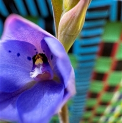 Thelymitra juncifolia at Yanakie, VIC - suppressed
