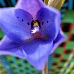 Thelymitra juncifolia at Yanakie, VIC - suppressed