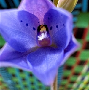 Thelymitra juncifolia at Yanakie, VIC - suppressed