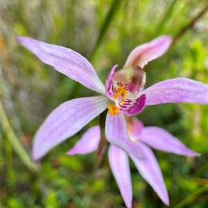 Caladenia alata at Yanakie, VIC - suppressed