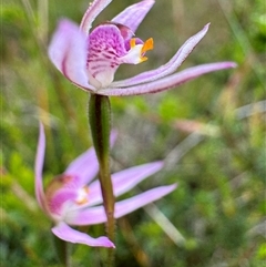 Caladenia alata at Yanakie, VIC - suppressed