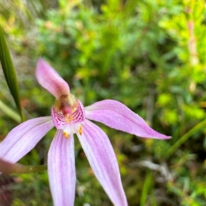 Caladenia alata at Yanakie, VIC - suppressed