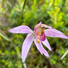 Caladenia alata at Yanakie, VIC - 11 Oct 2024