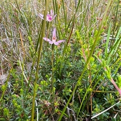 Caladenia alata at Yanakie, VIC - suppressed