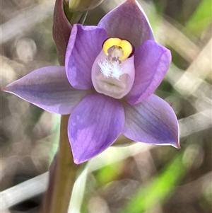 Thelymitra peniculata at Hall, ACT - 11 Oct 2024