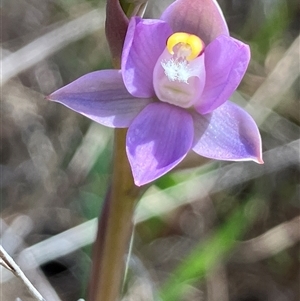 Thelymitra peniculata at Hall, ACT - 11 Oct 2024