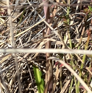 Thelymitra peniculata at Hall, ACT - 11 Oct 2024