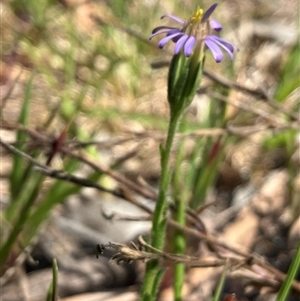 Vittadinia cuneata var. cuneata at Hall, ACT - 11 Oct 2024