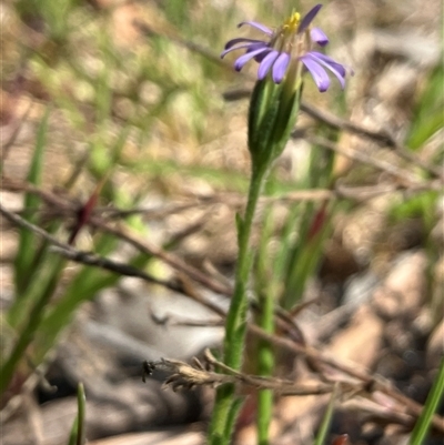 Vittadinia cuneata var. cuneata (Fuzzy New Holland Daisy) at Hall, ACT - 11 Oct 2024 by strigo