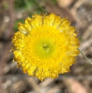 Coronidium scorpioides at Hall, ACT - 11 Oct 2024