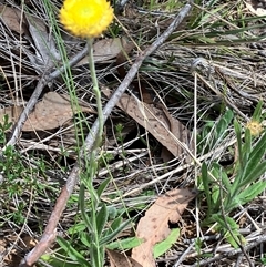 Coronidium scorpioides at Hall, ACT - 11 Oct 2024