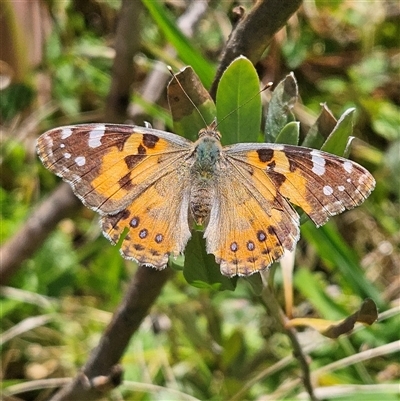 Vanessa kershawi (Australian Painted Lady) at Braidwood, NSW - 11 Oct 2024 by MatthewFrawley