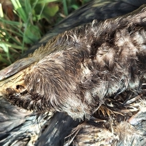 Phalacrocorax carbo at Hackett, ACT - 11 Oct 2024