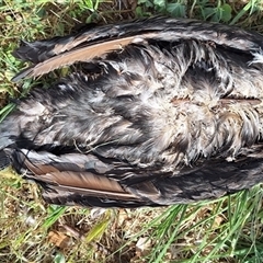 Phalacrocorax carbo at Hackett, ACT - 11 Oct 2024