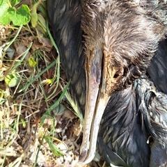 Phalacrocorax carbo at Hackett, ACT - 11 Oct 2024