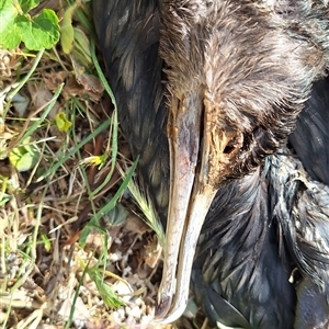 Phalacrocorax carbo at Hackett, ACT - 11 Oct 2024