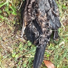 Phalacrocorax carbo at Hackett, ACT - 11 Oct 2024