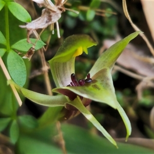 Chiloglottis sp. aff. jeanesii at suppressed - suppressed