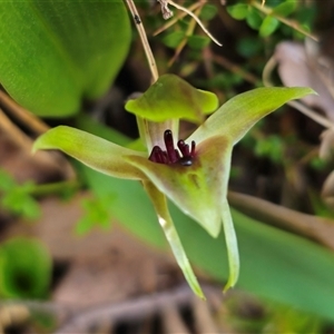 Chiloglottis sp. aff. jeanesii at suppressed - suppressed