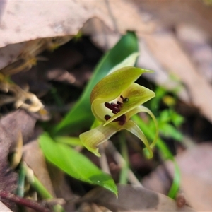 Chiloglottis sp. aff. jeanesii at suppressed - suppressed