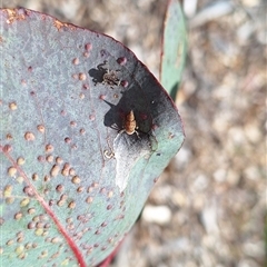 Cicadellidae (family) at Hackett, ACT - 11 Oct 2024