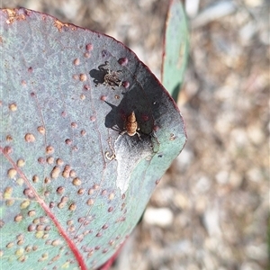 Cicadellidae (family) at Hackett, ACT - 11 Oct 2024