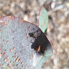 Cicadellidae (family) at Hackett, ACT - 11 Oct 2024