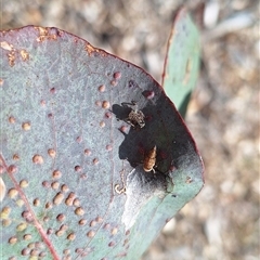 Cicadellidae (family) at Hackett, ACT - 11 Oct 2024 03:47 PM